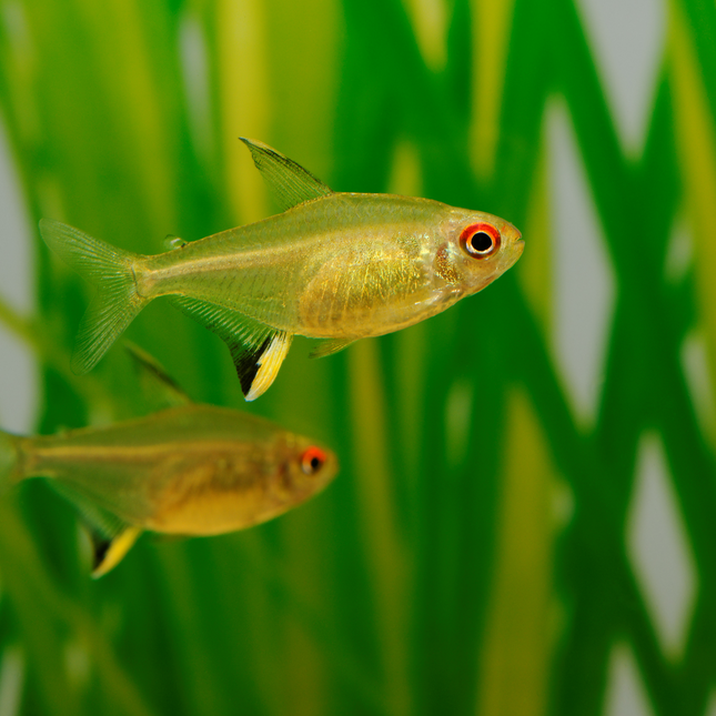 Tetra Lemon (Hyphessobrycon pulchripinnis)