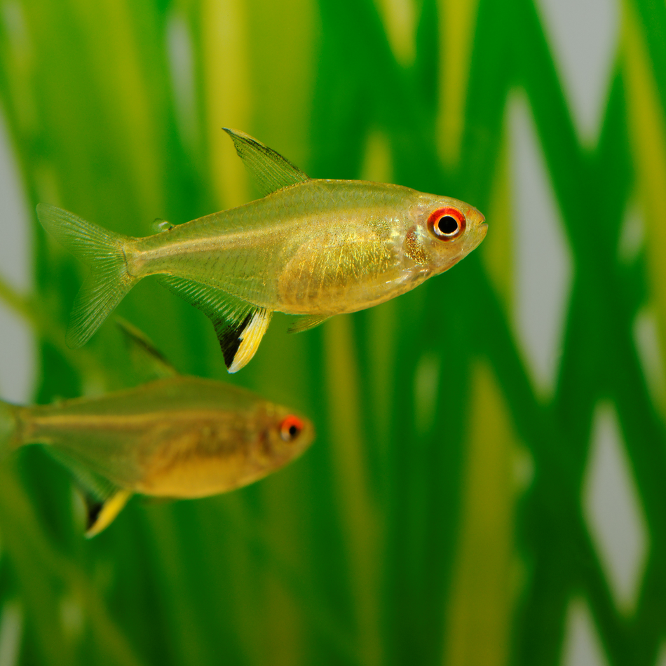 Tetra Lemon (Hyphessobrycon pulchripinnis)