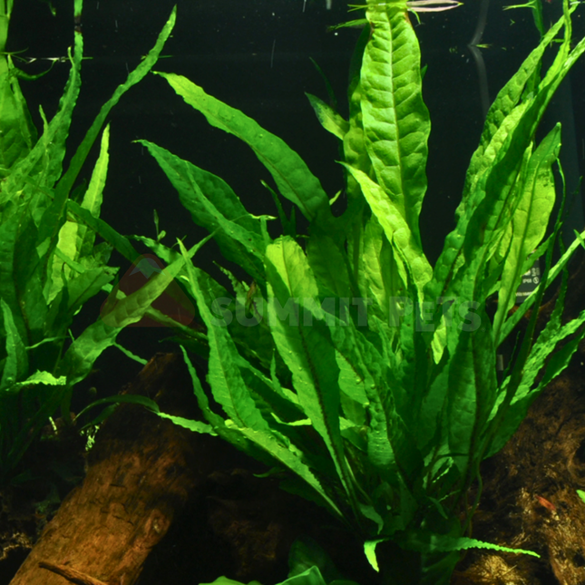 Microsorum pteropus (Plant)