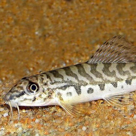 Loach Zipper (Acanthocobitis botia)