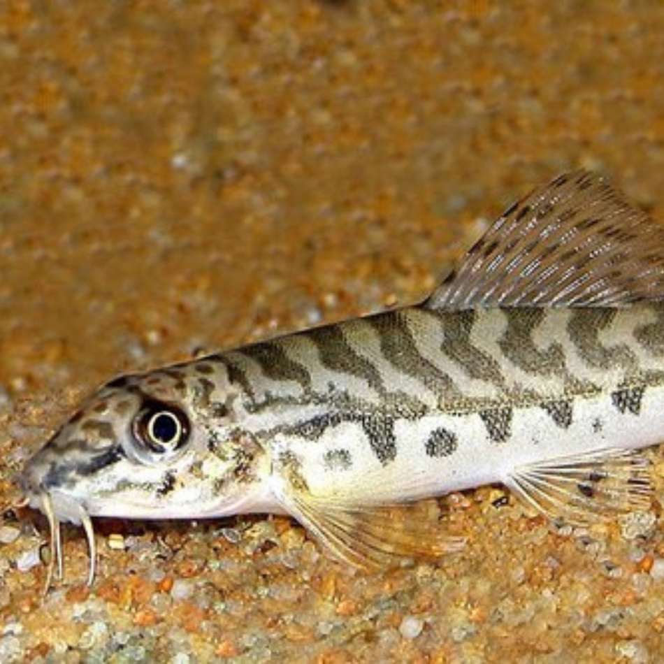 Loach Zipper (Acanthocobitis botia)