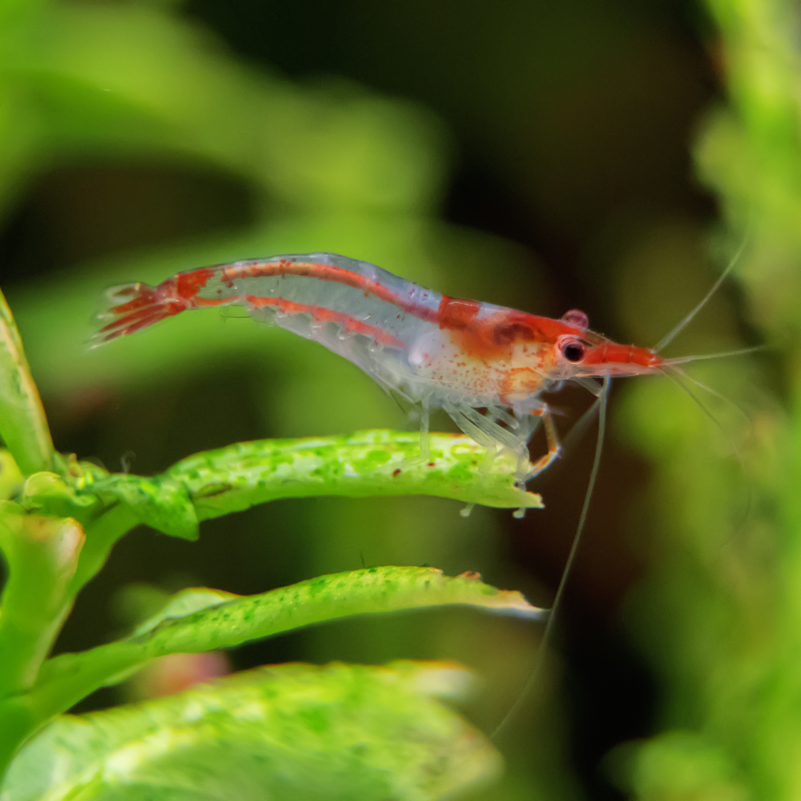 Shrimp Red & White (Neocaridina sp.)