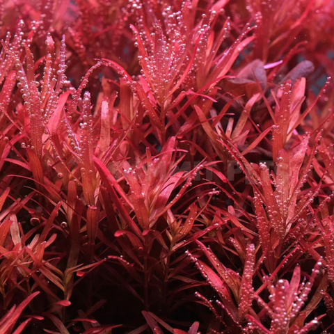 Rotala wallichii 'Red'