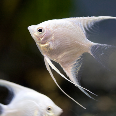 Angelfish Medium/Large (Pterophyllum scalare)