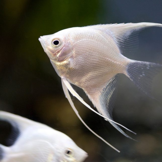 Angelfish Medium (Pterophyllum scalare)