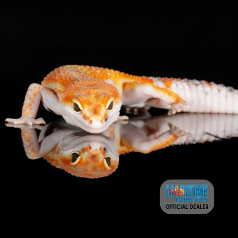 Gecko Leopard (Eublepharis macularis)
