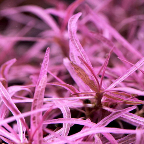Tissue Culture Hygrophila sp. 'Chai'