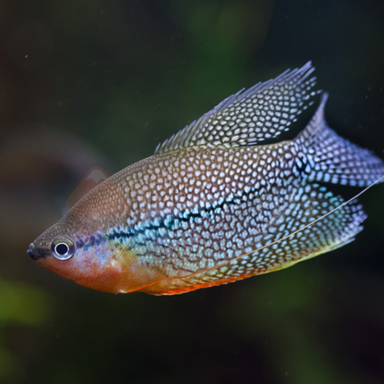 Gourami Pearl (Trichogaster leeri)
