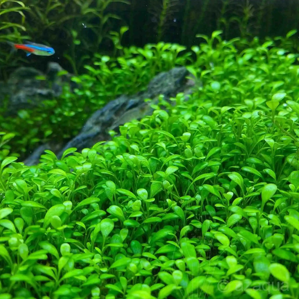 Tissue Culture Glossostigma elatinoides