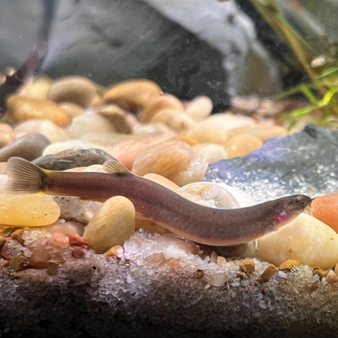 Loach Black Kuhli (Pangio oblonga)