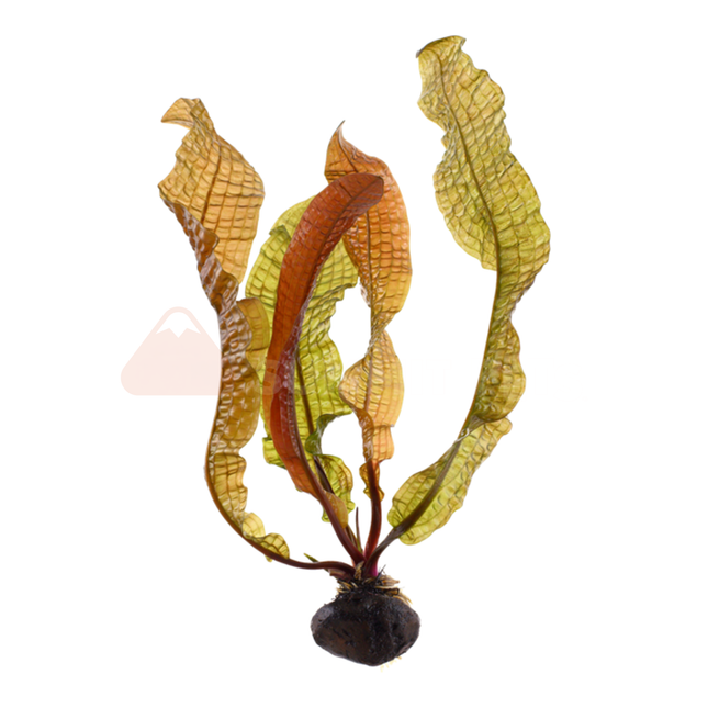 Aponogeton boivinianus (Bulb)