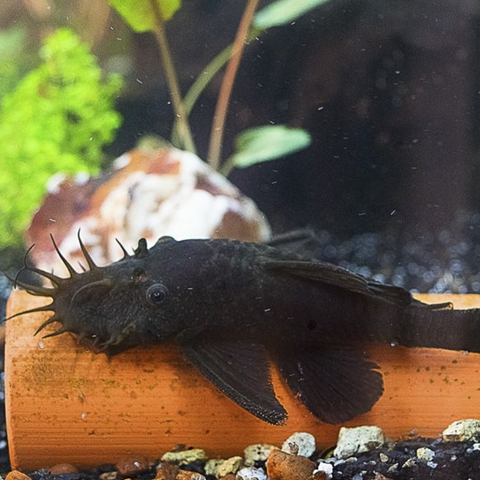 Pleco Bristlenose (Ancistrus sp.)