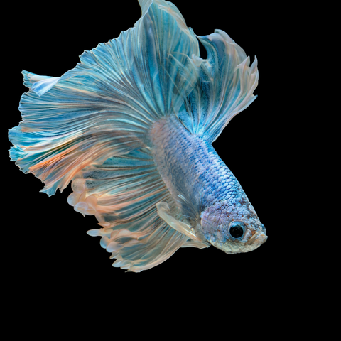 Betta Rosetail (Betta splendens)
