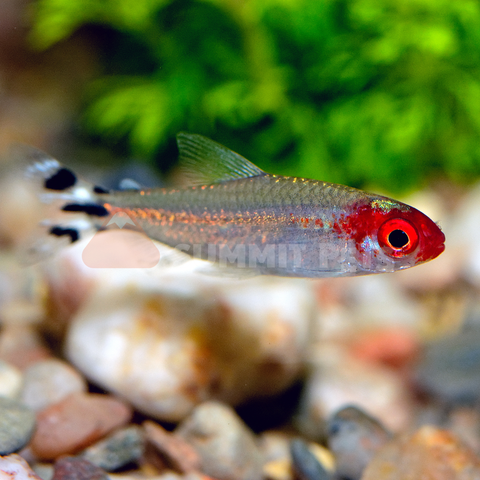 Tetra Brilliant Rummy Nose (Hemigrammus rhodostomus)