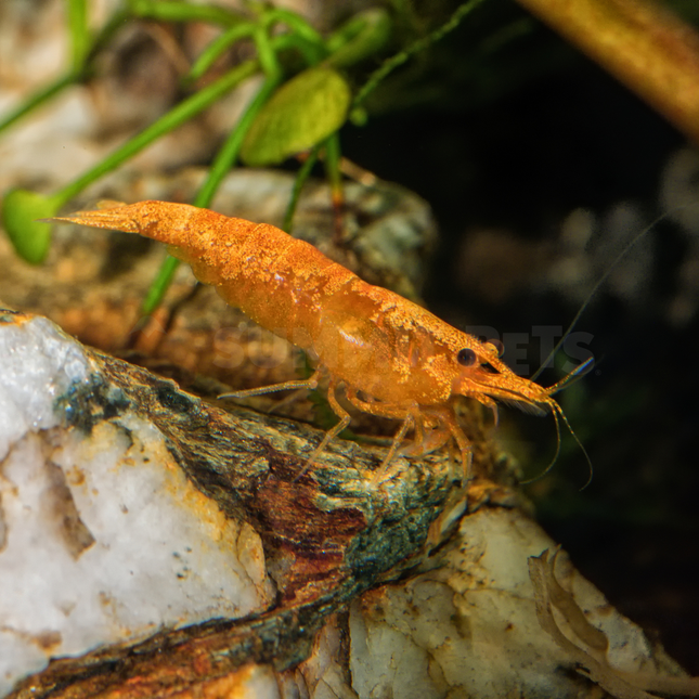 Shrimp Orange (Neocaridina sp.)