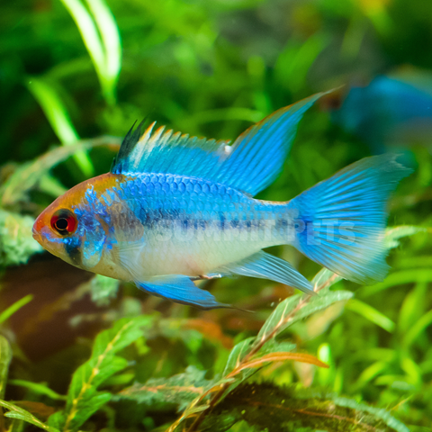 Ram Electric Blue (Mikrogeophagus ramirezi)