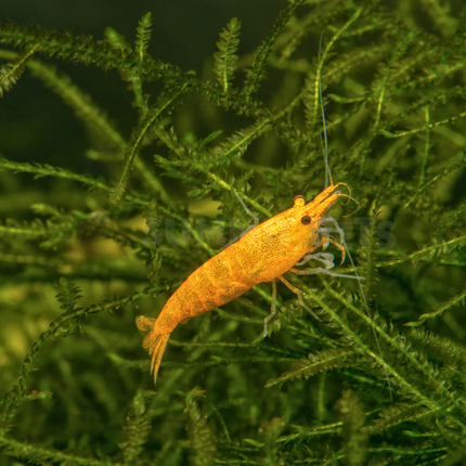 Shrimp Local Bred (Neocaridina sp.)
