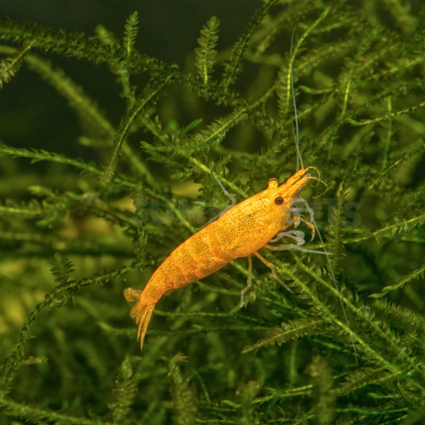 Shrimp Local Bred (Neocaridina sp.)