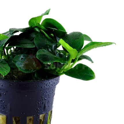 Tissue Culture | Anubias barteri nana 'Petite'