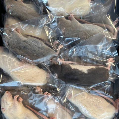 East Coast Exotics F/T Rat