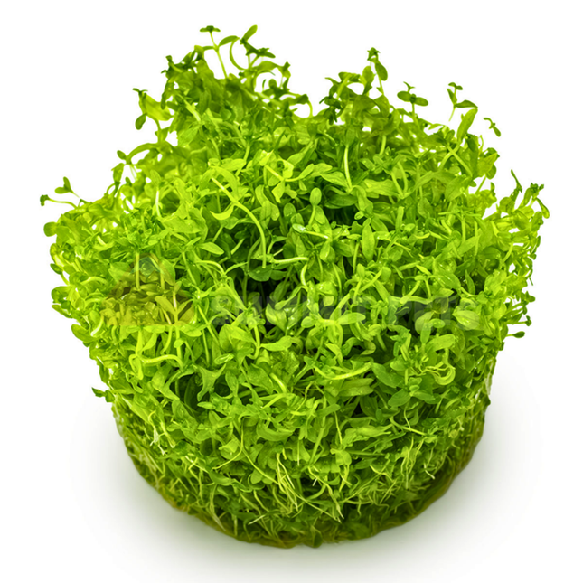 Tissue Culture | Hemianthus micranthemoides