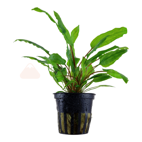 Cryptocoryne wendtii 'Broad Leaf' (Pot)