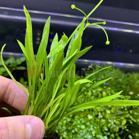 Sword Pygmy Chain (Echinodorus tenellus) (Ring Bunch)