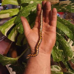 Collection image for: Reptile Livestock Snakes