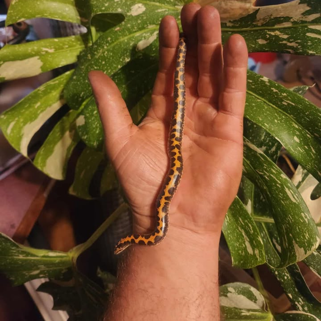 Snake Kenyan Sand Boa