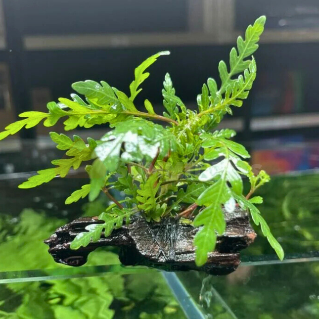 Hygrophila pinnatifida on 10cm Driftwood