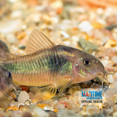 Corydoras Assorted (Corydoras sp.)