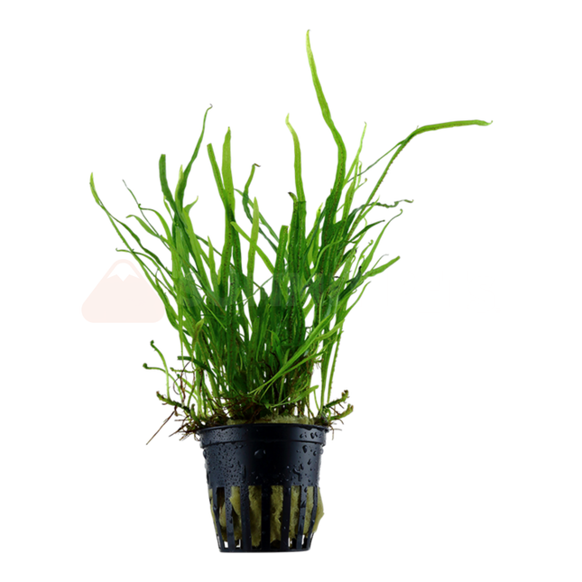 Microsorum pteropus 'Trident' (Pot)