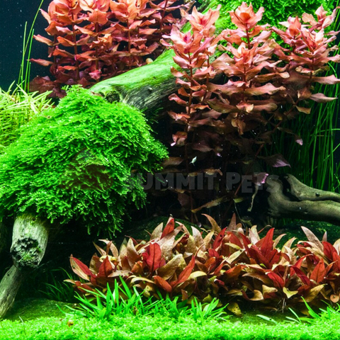 Tissue Culture | Alternanthera reineckii 'Mini'