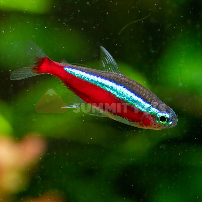 Tetra Cardinal (Paracheirodon axelrodi)