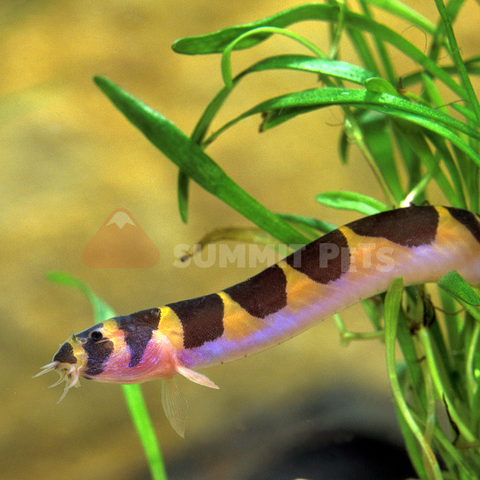 Freshwater Livestock