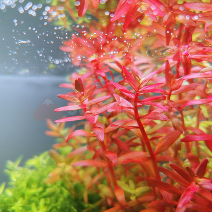 Rotala 'Blood Red'