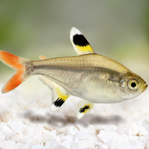 Tetra Pristella (Pristella maxillaris)
