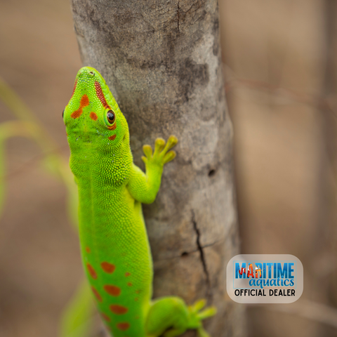 Gecko Madagascar Giant (Phelsuma grandis)