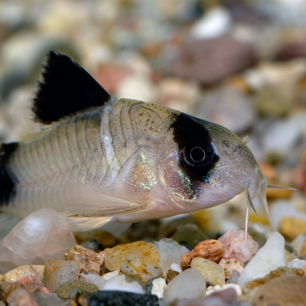 Corydoras Panda (Corydoras panda)
