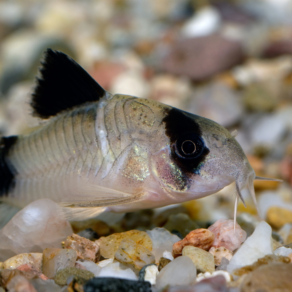 Corydoras Panda (Corydoras panda)