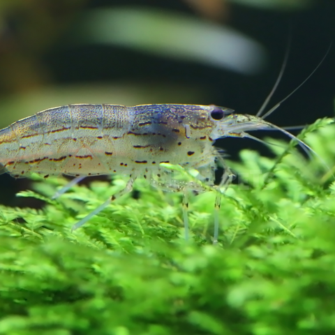 Shrimp Amano (Caridina multidentata)