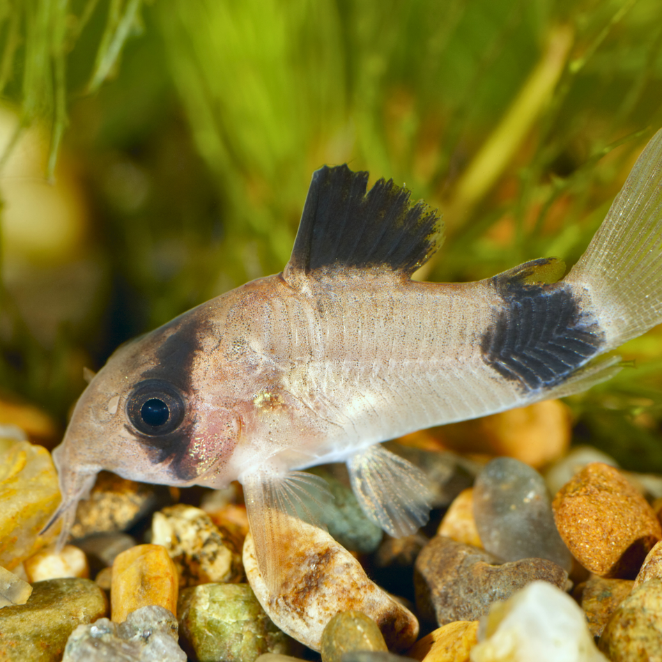 Corydoras Panda (Corydoras panda)