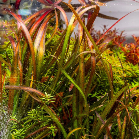 Vallisneria spiralis 'Red' (Pot)