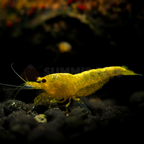 Shrimp Local Bred (Neocaridina sp.)