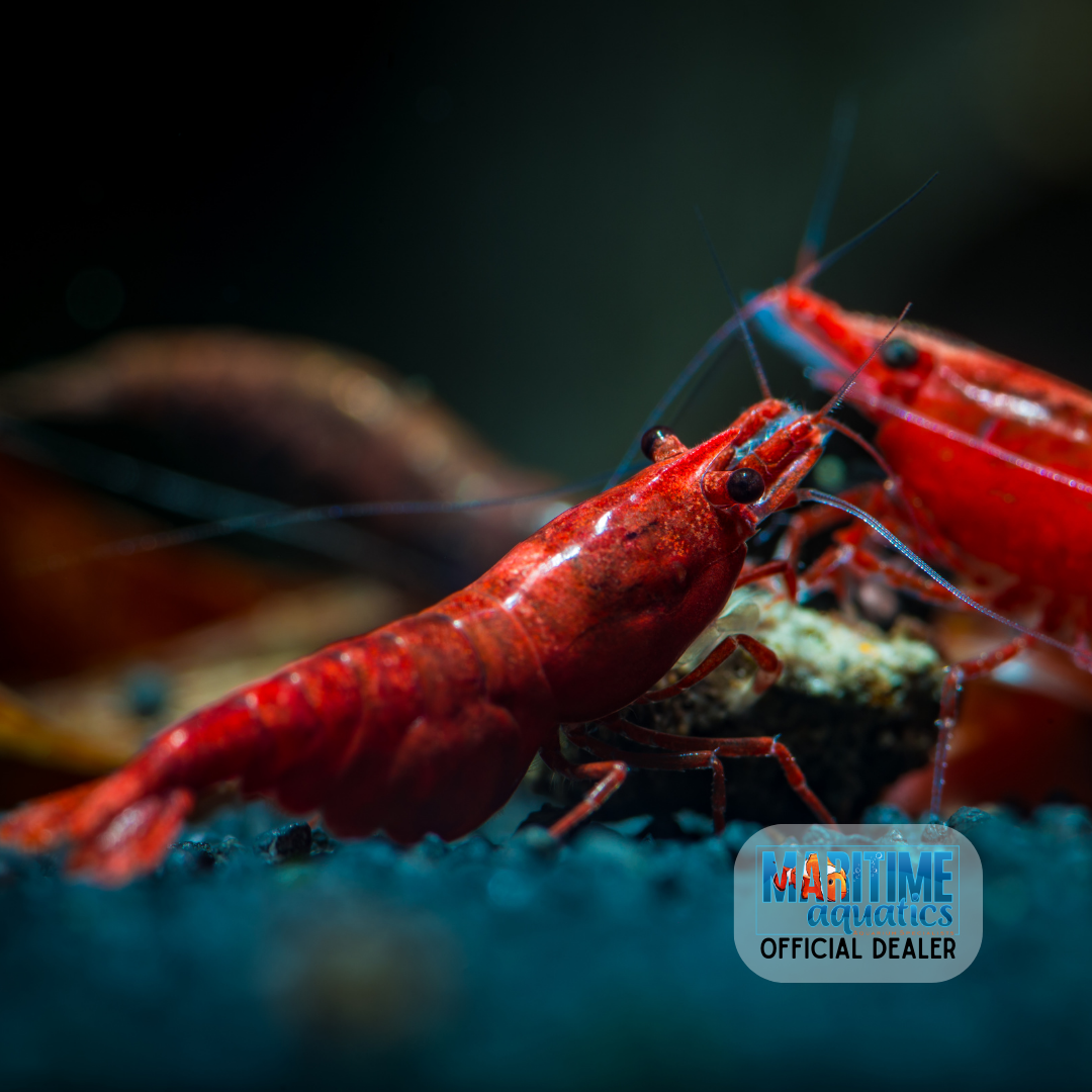 Shrimp Bloody Mary (Neocaridina sp.)