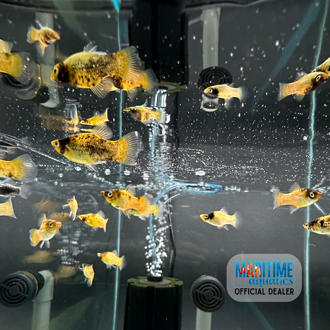 Platy Bumblebee (Xiphophorus maculatus)