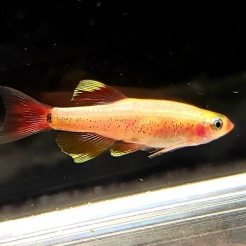 Minnow Golden White Cloud (Tanichthys albonubes)