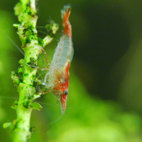 Shrimp Red & White (Neocaridina sp.)