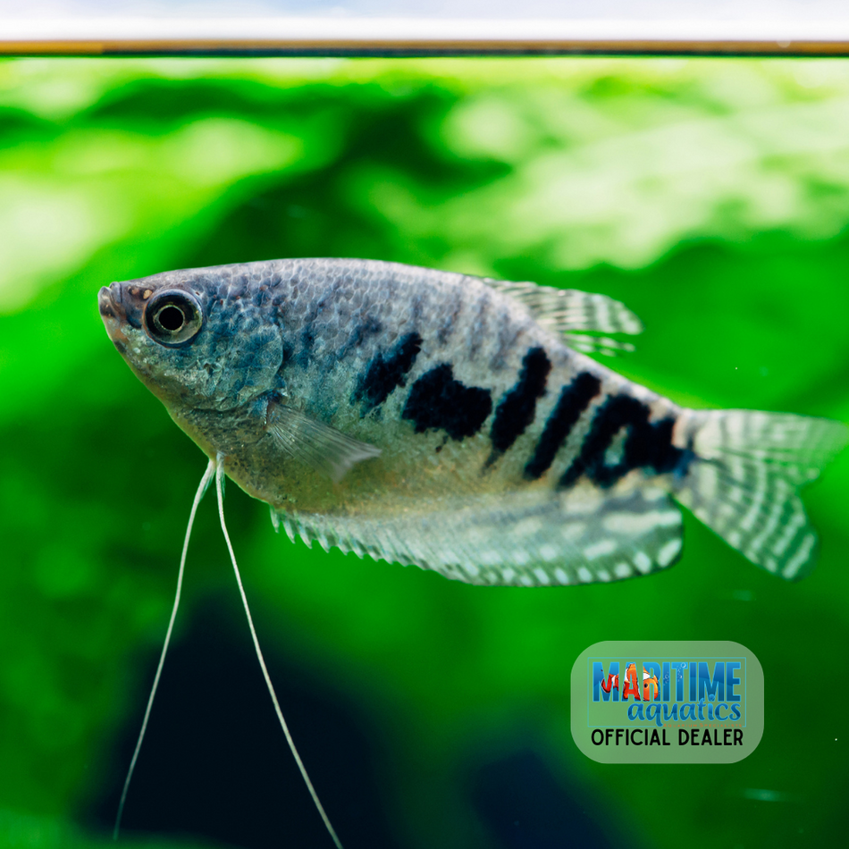 Gourami Opaline (Trichogaster trichopterus)