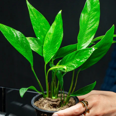 Anubias congensis (Pot)